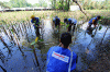 Panin Dai-ichi Life Tanam 1.000 Pohon Mangrove di Kawasan Ekowisata Mangrove Jakarta