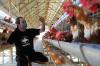 Melihat Peternakan Ayam Petelur Omega3 di Kabupaten Gowa