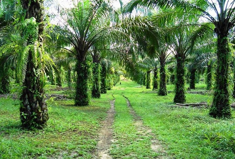 Kementan Inspeksi Kesiapan Perusahaan Sawit Antisipasi Karhutla di Tengah Ancaman El Nino Kementan Inspeksi Kesiapan Perusahaan Sawit Antisipasi Karhutla di Tengah Ancaman El Nino