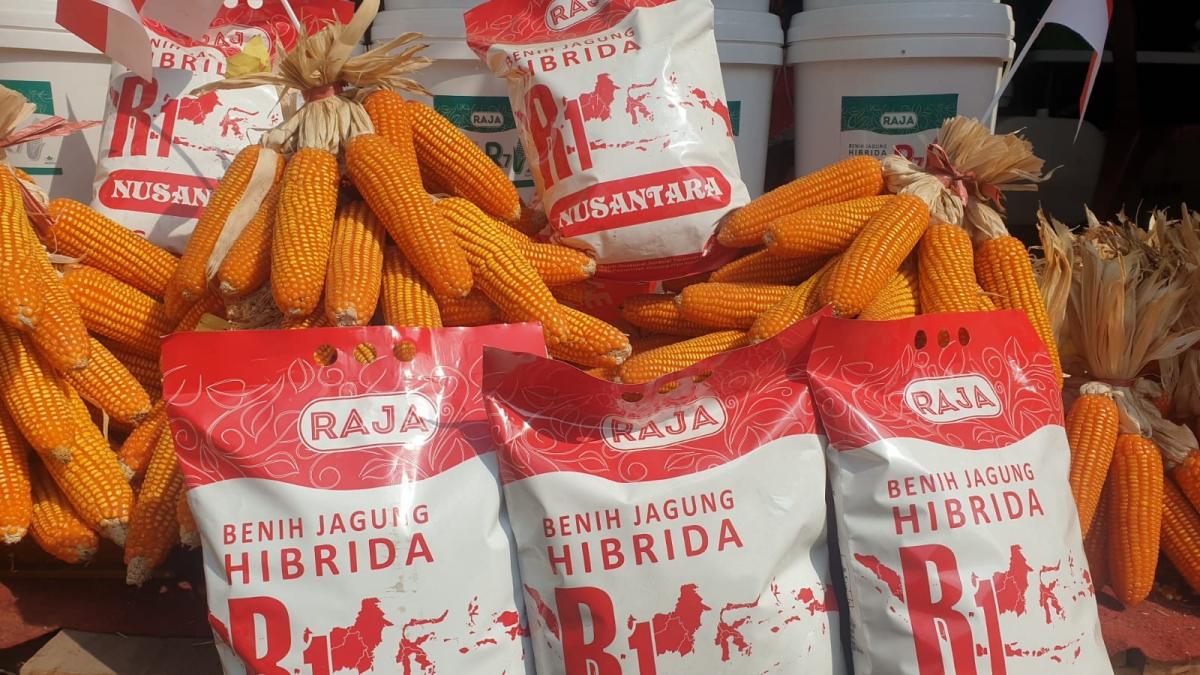 Indonesia Diperkirakan Surplus Jagung Capai 5,73 Juta Ton Indonesia Diperkirakan Surplus Jagung Capai 5,73 Juta Ton