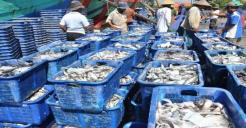Produk Olahan Ikan RI...