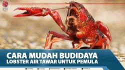 Cara Mudah Budidaya Lobster Air Tawar Untuk Pemula