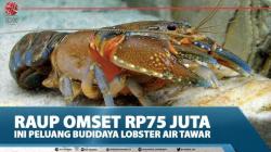 Raup Omset Rp75 Juta, Ini Peluang Budidaya Lobster Air Tawar
