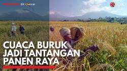 Cuaca Buruk jadi Tantangan Panen Raya. (Sumber : IDXChannel)