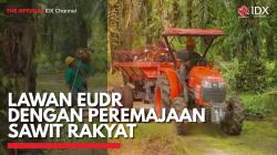 Lawan EUDR dengan Peremajaan Sawit Rakyat,(Sumber: IDX CHANNEL)