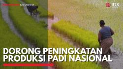 Dorong Peningkatan Produksi Padi Nasional. (Sumber  : IDXChannel)