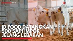 ID Food Datangkan 500 Sapi Impor Jelang Lebaran. (Sumber : IDX Channel)
