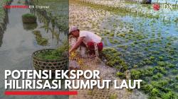 Potensi Ekspor Hilirisasi Rumput Laut. (Sumber : IDX Channel)