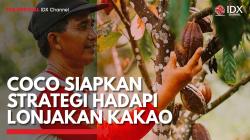COCO Siapkan Strategi Hadapi Lonjakan Kakao,(Sumber: IDX CHANNEL)