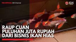Raup Cuan Puluhan Juta Rupiah dari Bisnis Ikan Hias,(Sumber: IDX CHANNEL)
