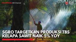 SGRO Targetkan Produksi TBS Kelapa Sawit Naik 5% YoY,(Sumber: IDX CHANNEL)