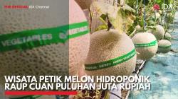 Wisata Petik Melon Hidroponik Raup Cuan Puluhan Juta Rupiah. (Sumber : IDX Channel)