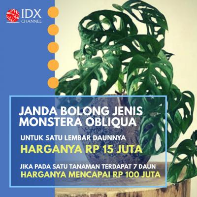 Jual Tanaman Hias dengan Omset Puluhan Juta? Yuk Cek Jenis dan Harganya. (Foto: Tim Digital Marketing IDX Channel)