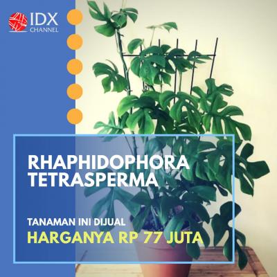 Jual Tanaman Hias dengan Omset Puluhan Juta? Yuk Cek Jenis dan Harganya. (Foto: Tim Digital Marketing IDX Channel)