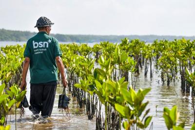 Bank BSN bersama Mahasiswa Peduli Lingkungan Pesisir melaksanakan kegiatan monitoring pertumbuhan mangrove di kawasan konservasi Eco Mangrove Segara Ayu