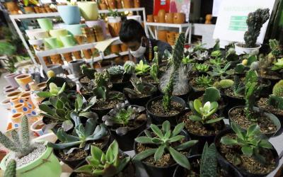 Pameran ini menyediakan berbagai tanaman hias ternama seperti monstera, anthurium, redaglaonema, caladium hibrida dan berbagaia jenis tanaman lainnya.