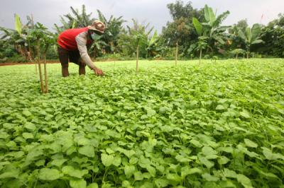 Petani sedang merawat tanaman bayam di kawasan Pedurenan, Kota Bekasi, Jawa Barat, Sabtu (20/3/2021).