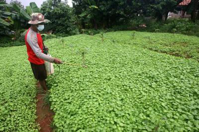 Petani sedang merawat tanaman bayam di kawasan Pedurenan, Kota Bekasi, Jawa Barat, Sabtu (20/3/2021).
