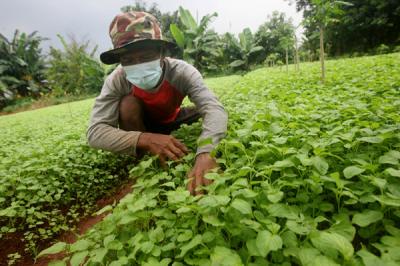 Petani sedang merawat tanaman bayam di kawasan Pedurenan, Kota Bekasi, Jawa Barat, Sabtu (20/3/2021).