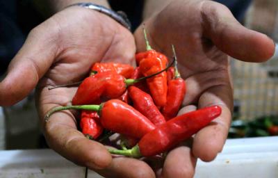 Pedagang menunjukkan cabai rawit merah di Pasar Tradisional Serdang Kemayoran Jakarta, Sabtu (27/3/2021).