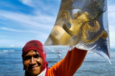 Warga menunjukan anak gurita untuk di jual kepada wisatawan atau kepasar di Pantai Anyer, Serang, Banten, Sabtu(27/3/2021).