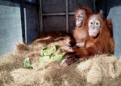 Petugas kargo memasukkan kontainer berisi empat orangutan ke dalam bagasi pesawat Garuda Indonesia di Bandara  Yogyakarta, Selasa (13/4/2021).