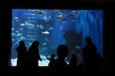 Penyelam menyapa pengunjung di Jakarta Aquarium Safari (JAQS) di Jakarta, Selasa (21/4/2021).