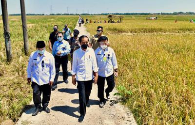 Presiden Joko Widodo meninjau aktivitas panen padi di kawasan pertanian yang berada di Kecamatan Bangodua, Kabupaten Indramayu, Jawa Barat, Rabu (21/4/2021).