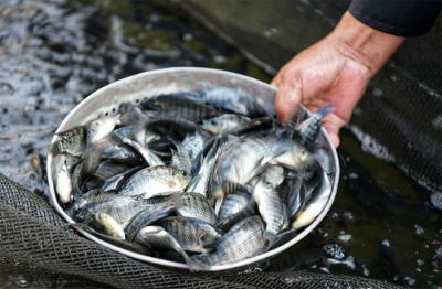 Gubernur Jabar Ridwan Kamil meresmikan Pembudidaya Ikan Milenial di Pengawasan Sumber Daya Kelautan dan Perikanan Wilayah Selatan, Cianjur, Selasa (27/4/2021).