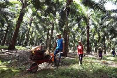 Pekerja membawa kelapa sawit di perkebunan milik PT Sawit Sumbermas Sarana (SSMS) di Pangkalan bun, Kalimantan Tengah, Kamis (29/4/2021).