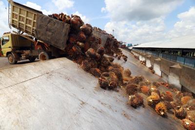 Pekerja membawa kelapa sawit di perkebunan milik PT Sawit Sumbermas Sarana (SSMS) di Pangkalan bun, Kalimantan Tengah, Kamis (29/4/2021).