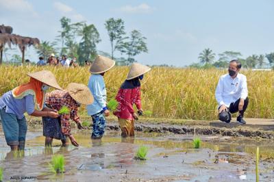 Presiden Joko Widodo melakukan peninjauan proses tanam dan panen padi di Desa Kanigoro, Kabupaten Malang, Jawa Timur, Kamis (29/4/2021).