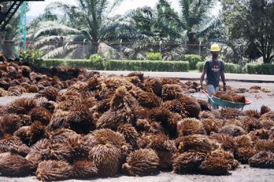 Truk bermuatan Tandan Buah Segar Kelapa Sawit menurunkan buah di Pabrik Kelapa Sawit PT. Sawit Sumbermas Sarana di Pangkalan bun, Kamis (29/4/2021).