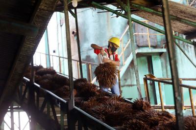 Truk bermuatan Tandan Buah Segar Kelapa Sawit menurunkan buah di Pabrik Kelapa Sawit PT. Sawit Sumbermas Sarana di Pangkalan bun, Kamis (29/4/2021).
