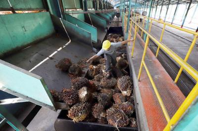 Truk bermuatan Tandan Buah Segar Kelapa Sawit menurunkan buah di Pabrik Kelapa Sawit PT. Sawit Sumbermas Sarana di Pangkalan bun, Kamis (29/4/2021).