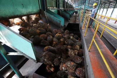 Truk bermuatan Tandan Buah Segar Kelapa Sawit menurunkan buah di Pabrik Kelapa Sawit PT. Sawit Sumbermas Sarana di Pangkalan bun, Kamis (29/4/2021).