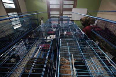 Petugas memeriksa kondisi hewan peliharaan yang dititipkan di Amore Animal Clinic, Pasar Minggu, Jakarta, Rabu (12/5/2021).