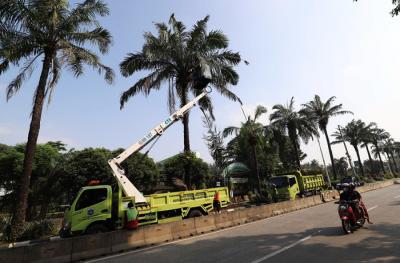 Petugas Suku Dinas Kehutanan Jakarta Selatan melakukan pemangkasan pohon di Jalan Harsono, Jakarta, Rabu (12/5/2021).