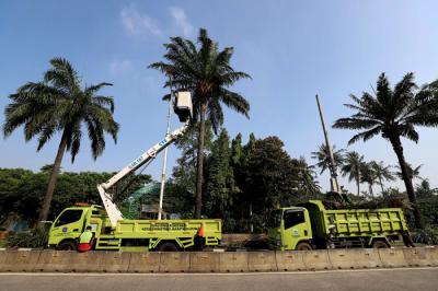 Petugas Suku Dinas Kehutanan Jakarta Selatan melakukan pemangkasan pohon di Jalan Harsono, Jakarta, Rabu (12/5/2021).