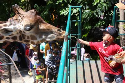 Pengunjung merasakan sensasi memberikan makan satwa ketika berwisata di Kebun Binatang Surabaya (KBS), Jawa Timur, Jumat (14/5/2021).