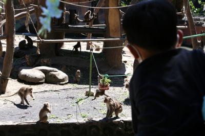 Pengunjung merasakan sensasi memberikan makan satwa ketika berwisata di Kebun Binatang Surabaya (KBS), Jawa Timur, Jumat (14/5/2021).
