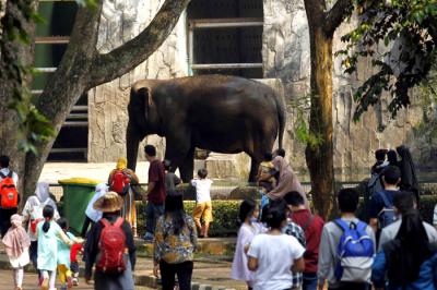 Sejumlah wisatawan menyaksikan Gajah sumatra (Elephas maximus sumatranus) di Taman Margasatwa Ragunan, Jakarta, Jumat (14/5/2021).