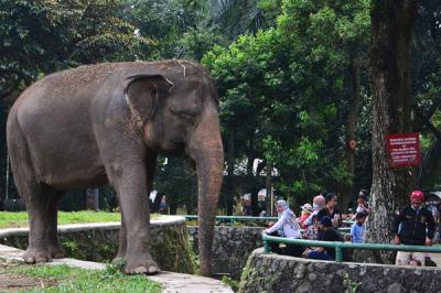 Wisatawan melihat hewan saat berwisata di Taman Margasatwa Ragunan, Jakarta, Sabtu (15/5/2021).