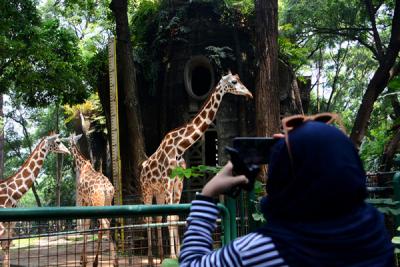 Wisatawan melihat hewan saat berwisata di Taman Margasatwa Ragunan, Jakarta, Sabtu (15/5/2021).