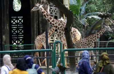 Pengunjung saat berwisata di Taman Margasatwa Ragunan, Jakarta, Rabu (26/5/2021).