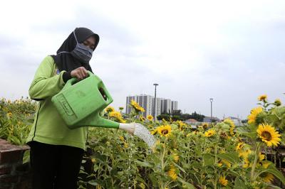 Cantiknya Taman Bunga Matahari Di Jakarta Utara