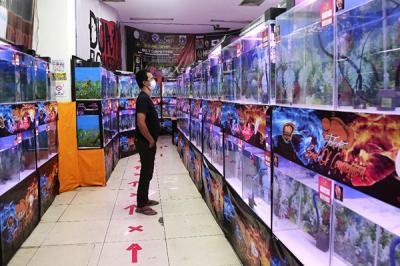 Pengunjung melihat kontes ikan louhan di Sentra Promosi Ikan Hias, Johar Baru, Jakarta, Sabtu (29/5/2021).