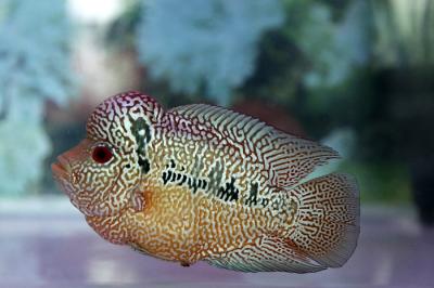 Pengunjung melihat kontes ikan louhan di Sentra Promosi Ikan Hias, Johar Baru, Jakarta, Sabtu (29/5/2021).