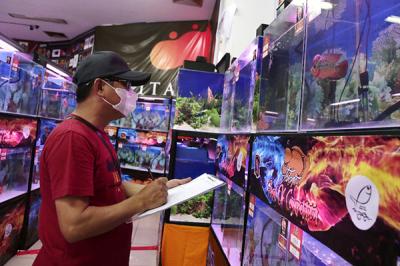 Pengunjung melihat kontes ikan louhan di Sentra Promosi Ikan Hias, Johar Baru, Jakarta, Sabtu (29/5/2021).