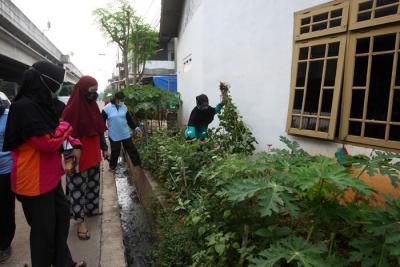 Tim Jumantik membersikan selokan dari tanaman liar agar tidak menjadi sarang nyamuk di Cipinang Melayu, Jakarta Timur, Jumat (4/6/2021).